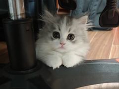 -lincat·猫舍(广州店)