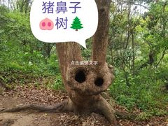 -上海佘山国家森林公园天马山园