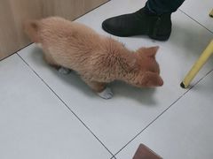 -宠福鑫康馨动物医院·骨科·眼科