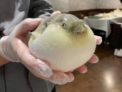 -肆月河豚·新淮扬(金融街店)