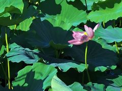 -羊亭河湿地公园