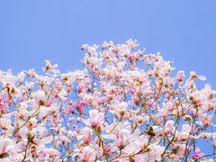 -趵突泉景区