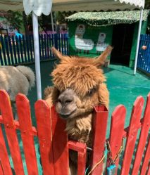 -萌宠亲子动物乐园(槐房万达店)