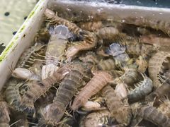 -南沙十九涌渔人码头-南门