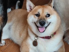 -柴犬高等学院·狗咖·柴犬售卖·宠物训练