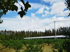 -上海长兴岛郊野公园