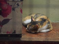 景点-猫咪博物馆(顶澳仔猫街店)