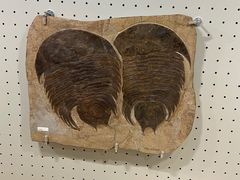 -辽宁古生物博物馆
