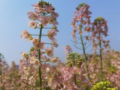 -中国天府农业博览园