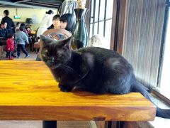 -more than meow吴止猫主题餐厅(承德 中船汇店)