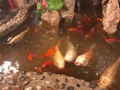-多哥水傣味餐厅(司马巷店)