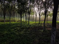 -东郊湿地公园