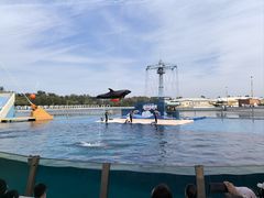 -秦皇岛乐岛海洋王国