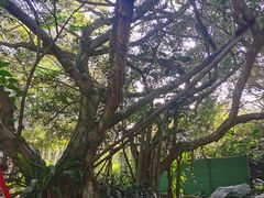-海南热带野生动植物园
