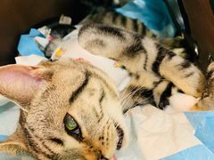 -纳吉亚猫专科动物医院博雅分院