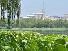-莲花池公园