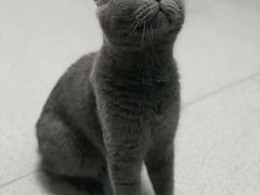 -我爱猫咪·猫咖·狗咖·安哥拉兔·羊驼咖(小寨华旗店)