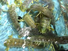 iphone_upload_pic-渔民新村(番禺总店)