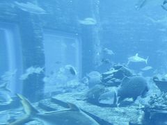 -亚特兰蒂斯•OSSIANO奥西亚诺海底餐厅