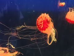 -西安曲江海洋极地公园