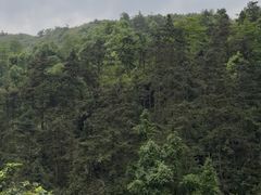 -长沙黑麋峰国家森林公园