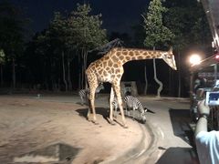 -清迈夜间动物园