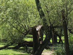 -上海共青森林公园