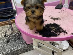 -FAELING PETS美天灵宠物(富力广场店)