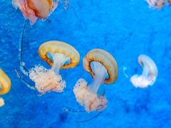 -正佳极地海洋世界
