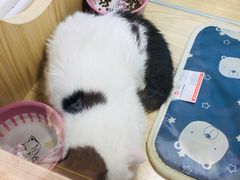 -屋虎猫馆(宝安大仟里店)