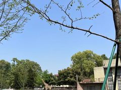 -成都动物园