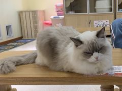 -猫和宫(六道口店)