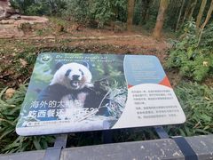 -中国大熊猫保护研究中心雅安碧峰峡基地