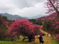 -新建村梅花