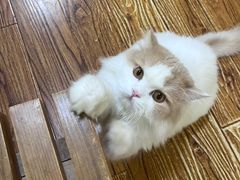 -志龙皇冠吃货椰子铺