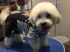 -PETKIT 小佩宠物·低压洗护·美容·寄养(安远店)