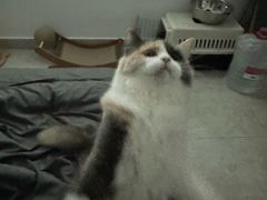 -瑞派康怡24h宠物医院·犬猫医疗中心·微创绝育(瑞景分院)