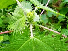 -碓臼峪自然风景区