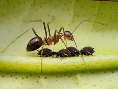 -上海昆虫博物馆