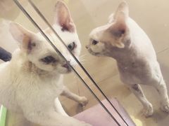 -70cat德文卷毛猫·缅因猫纯种猫舍