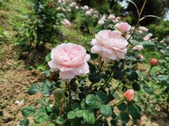 -鹅湖玫瑰文化园