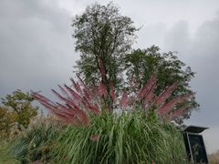 -白鹭湾湿地公园