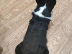 -猫色咖啡·猫咖