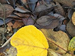 -上海佘山国家森林公园天马山园