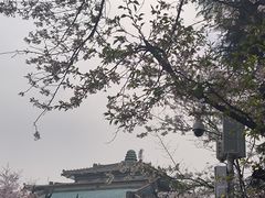 -武汉大学-樱园