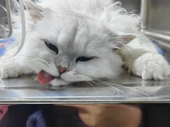 -哆趣宠物医院·眼科·内镜·急重症转诊中心(上海店)
