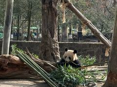 -都江堰中华大熊猫苑