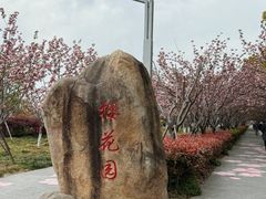 -高东镇樱花园