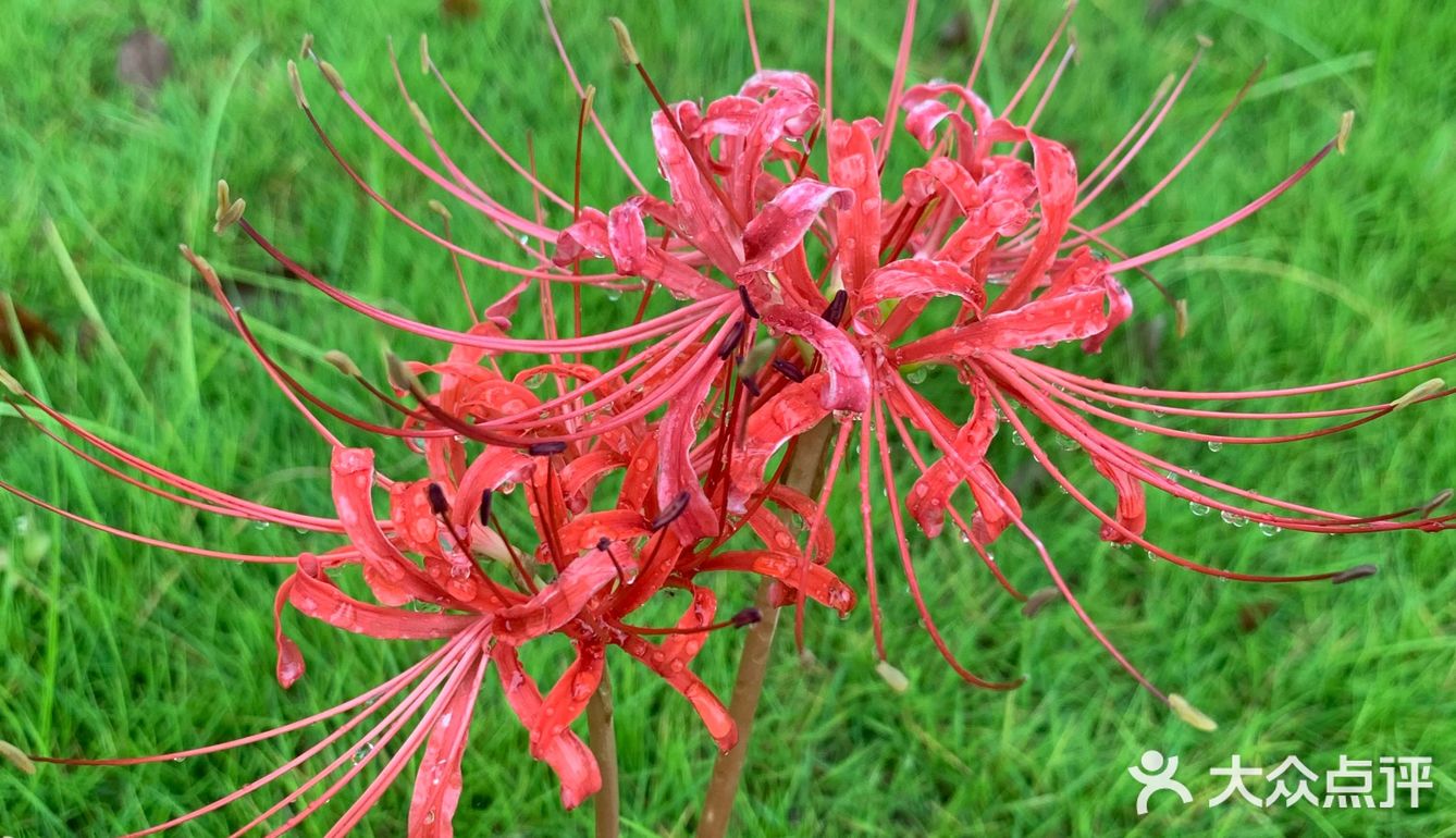 黄泉路上的彼岸花开了