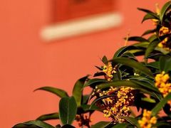 -粉粉乐鲷鱼烧(美罗城店)